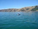 Dolphin swimming 4