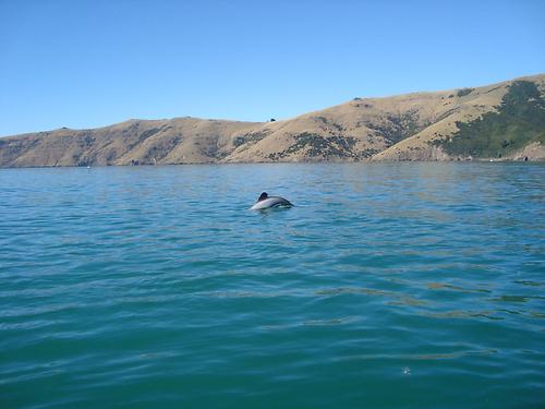 Dolphin swimming 4