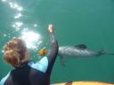 Dolphin swimming 5