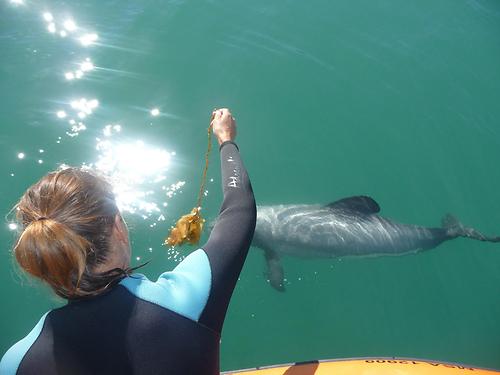 Dolphin swimming 5