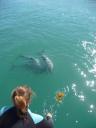 Dolphin swimming 6