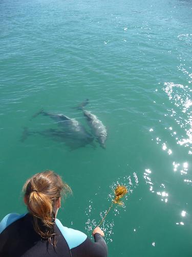Dolphin swimming 6