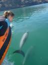 Dolphin swimming 8