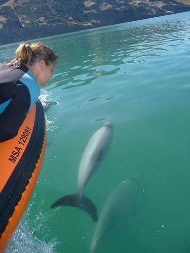 Dolphin swimming 8