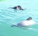 Hector Dolphin