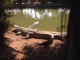 Krokodil bijt in je bil