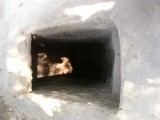 imagechi chi tunnels