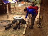 Schattige varkens