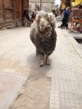 Loslopende wollige schaap!