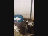 openbaar toilet in Dong Van