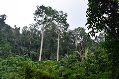 Jungle trekking