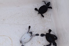 Turtle hatchery