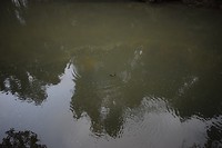 Vogelbekdier bij Broken River