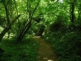 En verdwijn in het bos