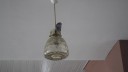 vrije vogels in een cafe,restaurant