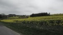 koolzaadvelden alom