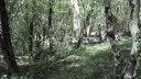 Imker korven in het bos