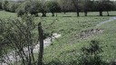 oervloedig water in de weilanden