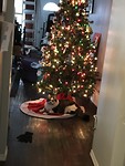 De kerstboom en kurnie
