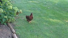 Kippen... En de losse kippen te toch super leuk,.