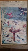 Alle vogels die hier leven in de winter