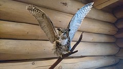 En alle mooi vogels met hun prachtige geluiden.