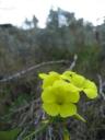 Bloemetje