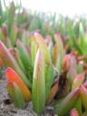 kleurige plantjes