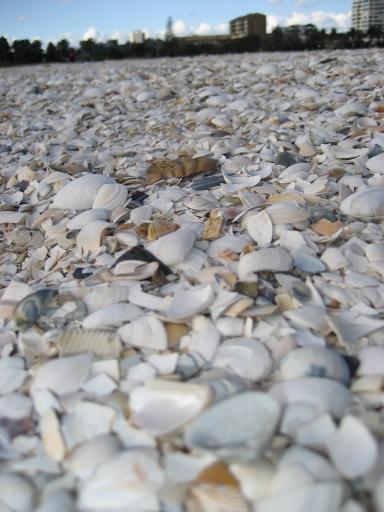 schelpen