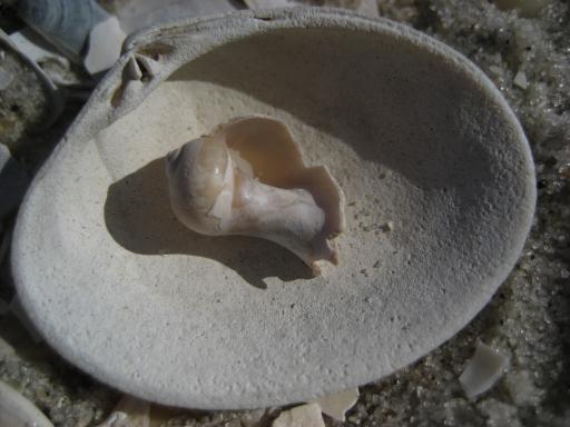 schelpjes