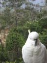 Cockatoo