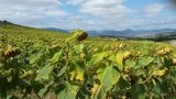 Zonnebloemen onderweg