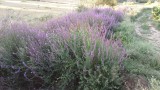 mooie bloemen onderweg