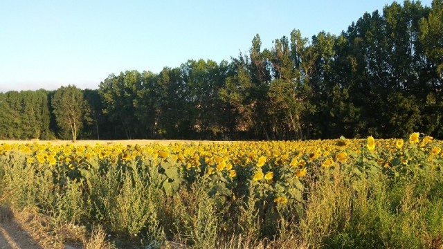 zonnebloemen