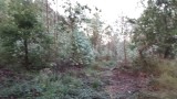 eucalyptus bomen