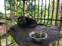 Luwak kat