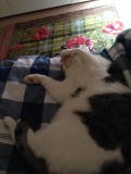 Gosert kater 20150117