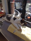 Ondertussen ..... in Amsterdam.... dromend over Wilma....