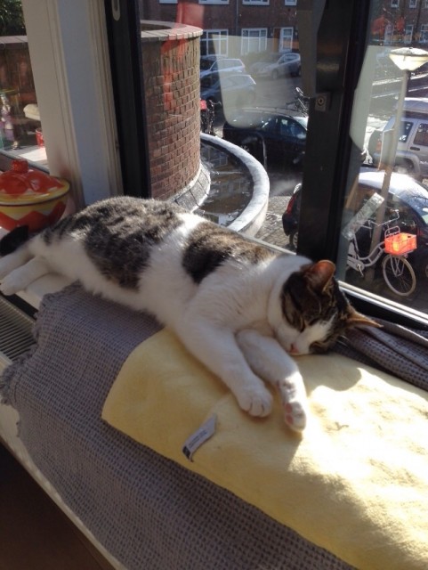 Ondertussen ..... in Amsterdam.... dromend over Wilma....