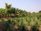 Duurzame bananenplantage: oogstrijp en nieuwe aanplant