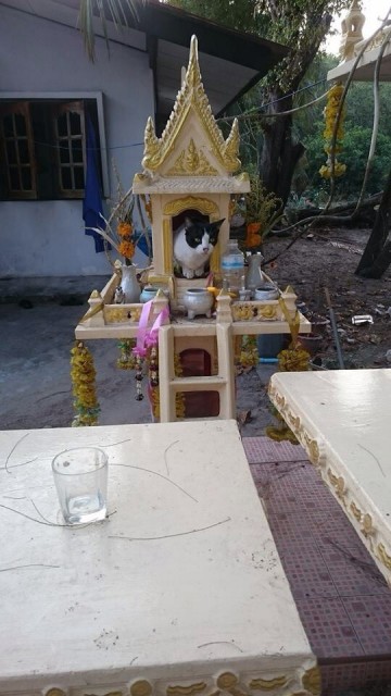Thaise kat.....hedraal....