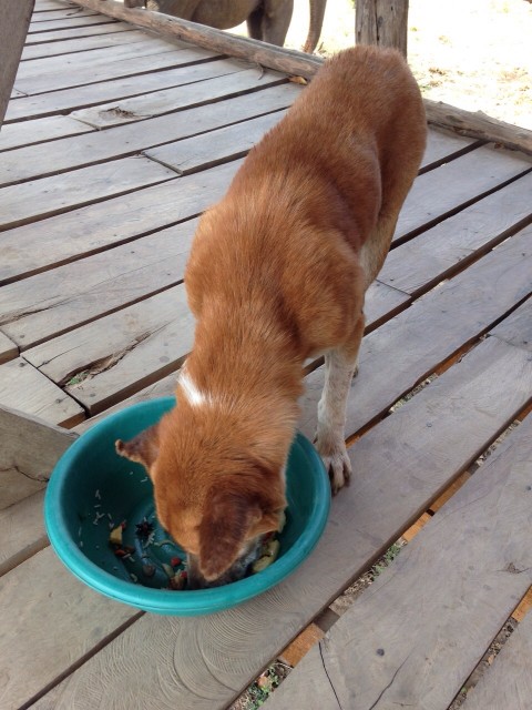 Hond in de pot.... smikkelen & smullen: lekkagh lekkagh