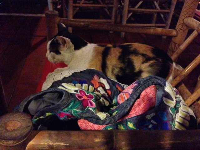 Waarschijnlijk een Duitse kat: had al vanmorgen vroeg zijn handdoekje op de stoel gelegd