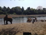 Fantastisch.... kudde drijven op een olifant