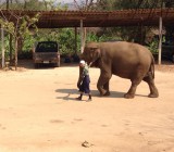 Mahout Naz Sam Jon neemt haar olifant mee aan zijn oorlelletje