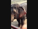 Kamoon... stiekem de favoriet van Wilma