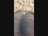 Filmpje! Wilma op de nek van één van de olifanten