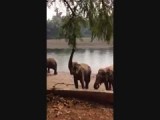 Shake the tree