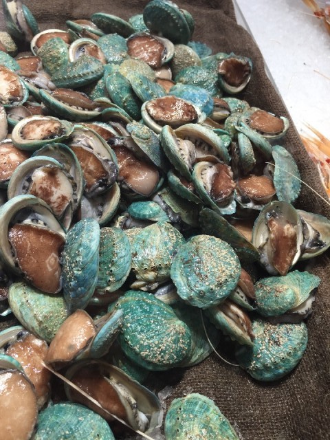 Abalone schelpdieren
