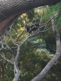Bush turkey in de achtertuin